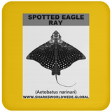 SPOTTED EAGLE RAY C