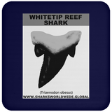 GR WHITETIPR T C