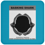GR BASKING SHARK J C