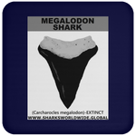 GR MEGALODON T C