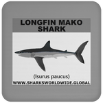 SSP LONGFIN C