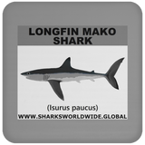 SSP LONGFIN C
