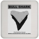 GR BULL SHARK T C