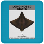 LONG NOSED SKATE C