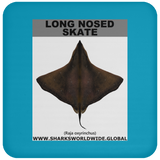 LONG NOSED SKATE C