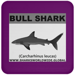 SSP BULL SHARK C