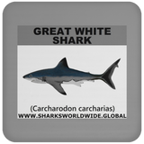 SSP GREAT WHITE C
