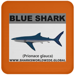 SSP BLUE SHARK C