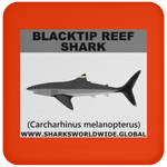 SSP BLACKTIP REEF C