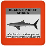 SSP BLACKTIP REEF C