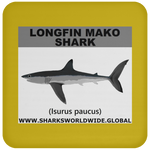 SSP LONGFIN C