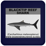 SSP BLACKTIP REEF C