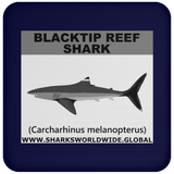 SSP BLACKTIP REEF C