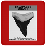 GR GALAPAGOS T C