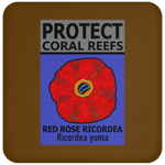 PCRS ROSE C