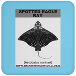 SPOTTED EAGLE RAY C