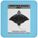 SPOTTED EAGLE RAY C