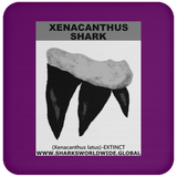 GR XENACANTHUS T C