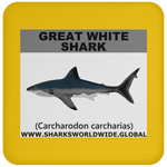 SSP GREAT WHITE C
