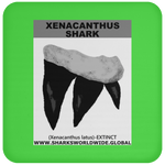 GR XENACANTHUS T C
