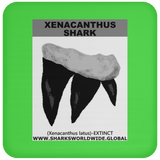 GR XENACANTHUS T C