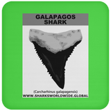 GR GALAPAGOS T C