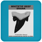 GR WHITETIPR T C
