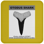 GR OTODUS T C