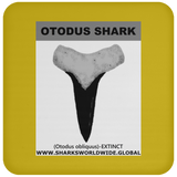 GR OTODUS T C