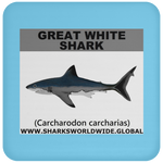 SSP GREAT WHITE C