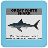SSP GREAT WHITE C