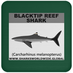 SSP BLACKTIP REEF C
