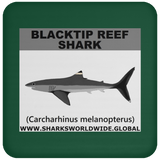 SSP BLACKTIP REEF C