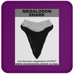 GR MEGALODON T C