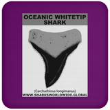 GR OCEANIC WT T C