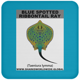 GR BS RIBBONTAIL C