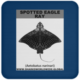 SPOTTED EAGLE RAY C