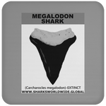 GR MEGALODON T C