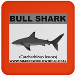 SSP BULL SHARK C
