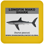 SSP LONGFIN C
