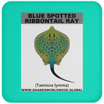 GR BS RIBBONTAIL C