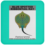 GR BS RIBBONTAIL C