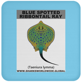 GR BS RIBBONTAIL C