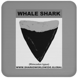 GR WHALE S T C