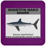 SSP SHORTFIN C
