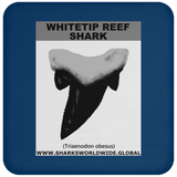 GR WHITETIPR T C