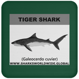 SSP TIGER SHARK C