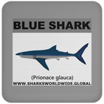 SSP BLUE SHARK C