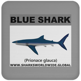 SSP BLUE SHARK C