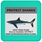 PRS GIANT MAKO V1 C